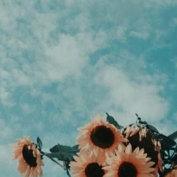 Meet your Posher, Lilly-pearl - Picture 1 of 1